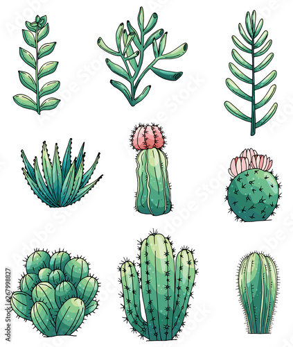 Set of elements with hand drawn cacti and succulents