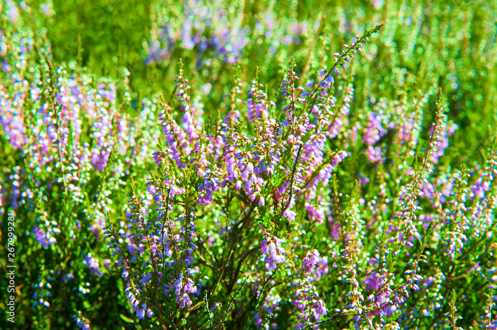 Abstract background of heather flowering