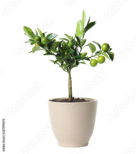 Pot with Calamondin home plant on white background