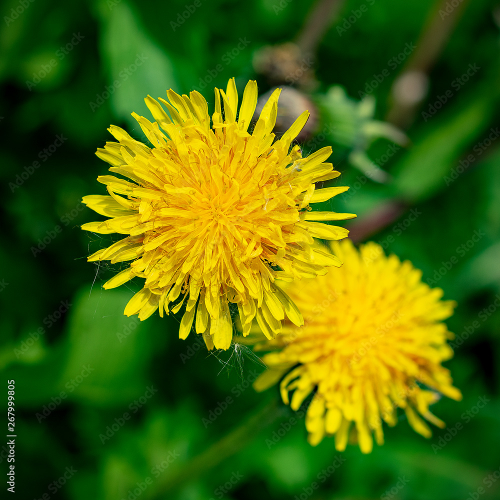 Yellow dandelions in spring close up Yellow dandelions in spring close up