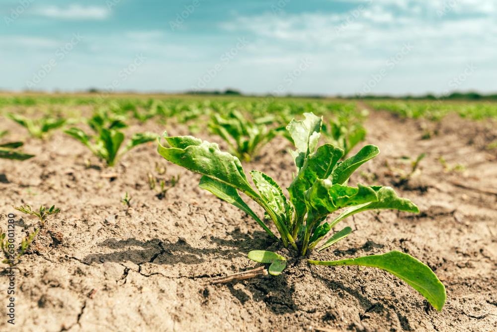 Young sugar beet crop in field Young sugar beet crop in field
