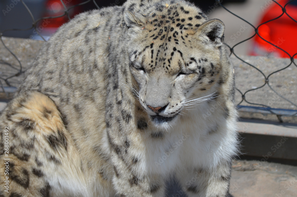 Fototapeta premium Snow leopard on a rock