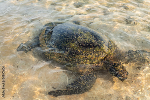 Big olive turtle in the water on the coast of the Turtle Beach in Hikkaduwa, Sri Lanka in the Indian Ocean photo