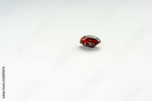 One colorful kidney bean on white background. Copyspace