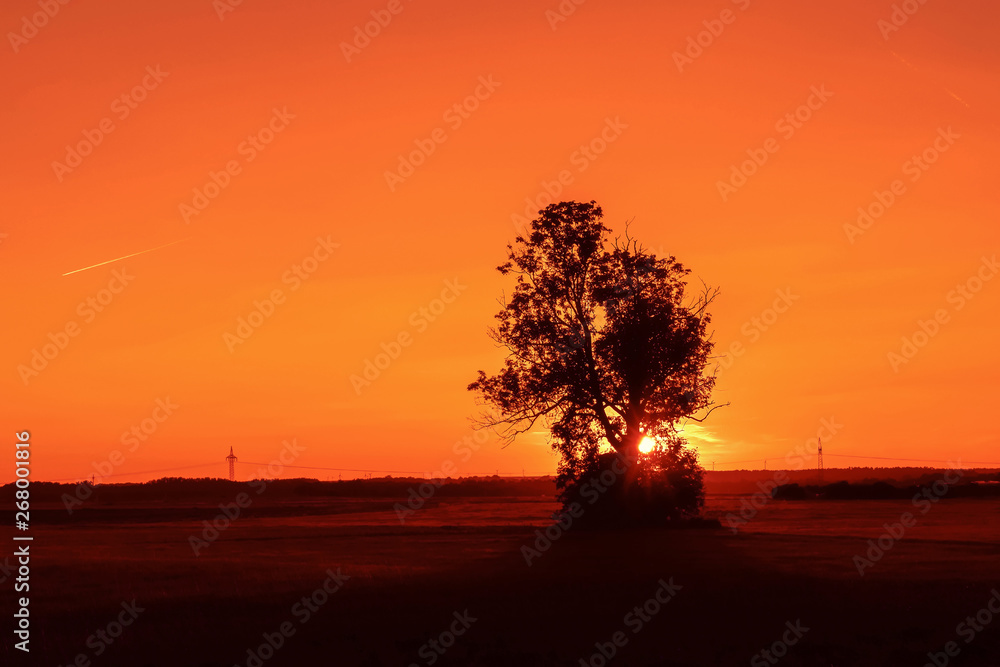 Baum auf freier Fläche bei Sonnenuntergang