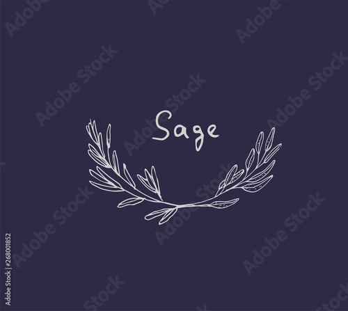 Hand drawn set of culinary herb. Basil and mint, rosemary and sage, thyme and parsley. Food design logo elements