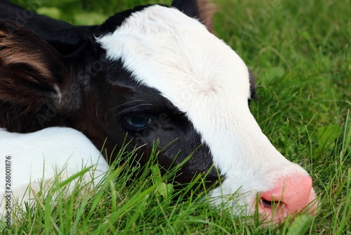 Close-up of head and face of sleepy newborn Holstein calf laying in the meadow at twilight photo