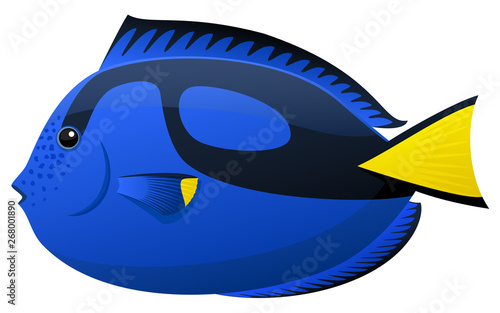Vector illustration of a Blue Tang (paracanthurus) tropical fish.