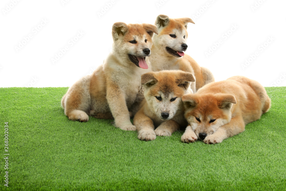 Cute akita inu puppies on artificial grass against white background Cute akita inu puppies on artificial grass against white background
