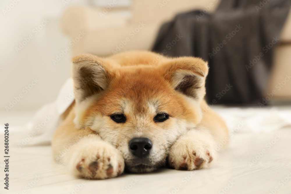 Cute akita inu puppy lying on floor indoors Cute akita inu puppy lying on floor indoors