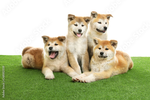 Cute akita inu puppies on artificial grass against white background