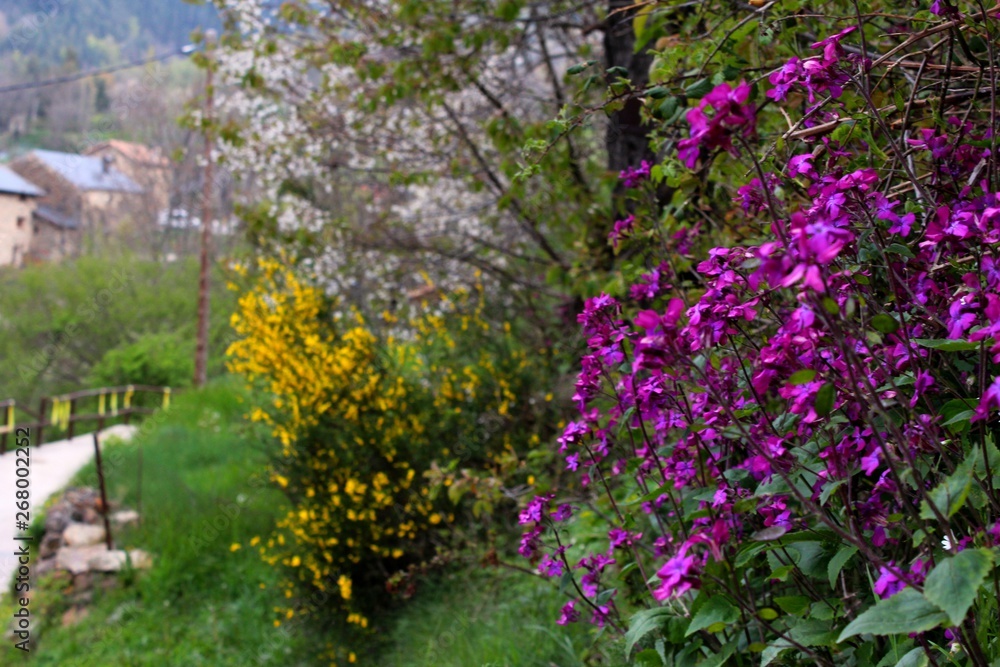 Obraz premium flores