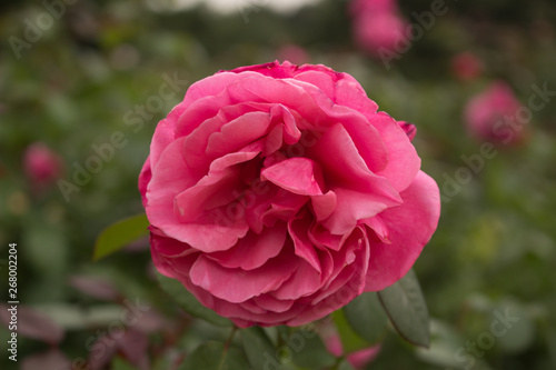 pink rose