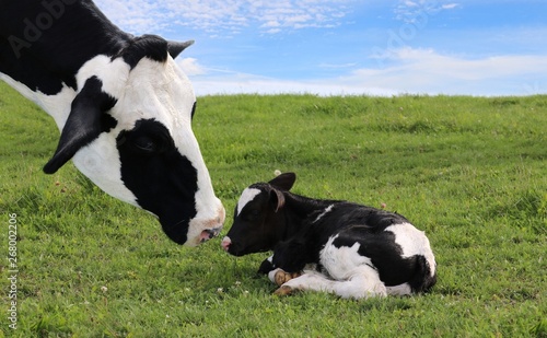 Foto close up of Holstein cow head as she watches over her newborn calf