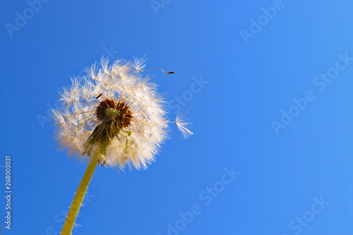 Fototapeta Naklejka Na Ścianę i Meble -  dandelion against blue sky
