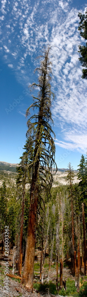 Fototapeta premium Utica and Union Reservoirs in Stanislaus National Forest in California 