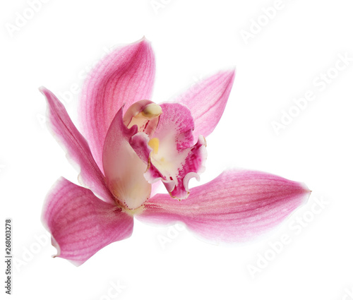 Fototapeta Naklejka Na Ścianę i Meble -  Beautiful tropical orchid flower on white background