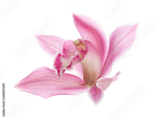Beautiful tropical orchid flower on white background