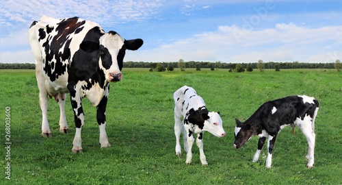 Holstein Cow standing outside in the field with her newborn twin calves on a summer day
