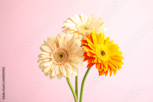 Bouquet of beautiful bright gerbera flowers on color background
