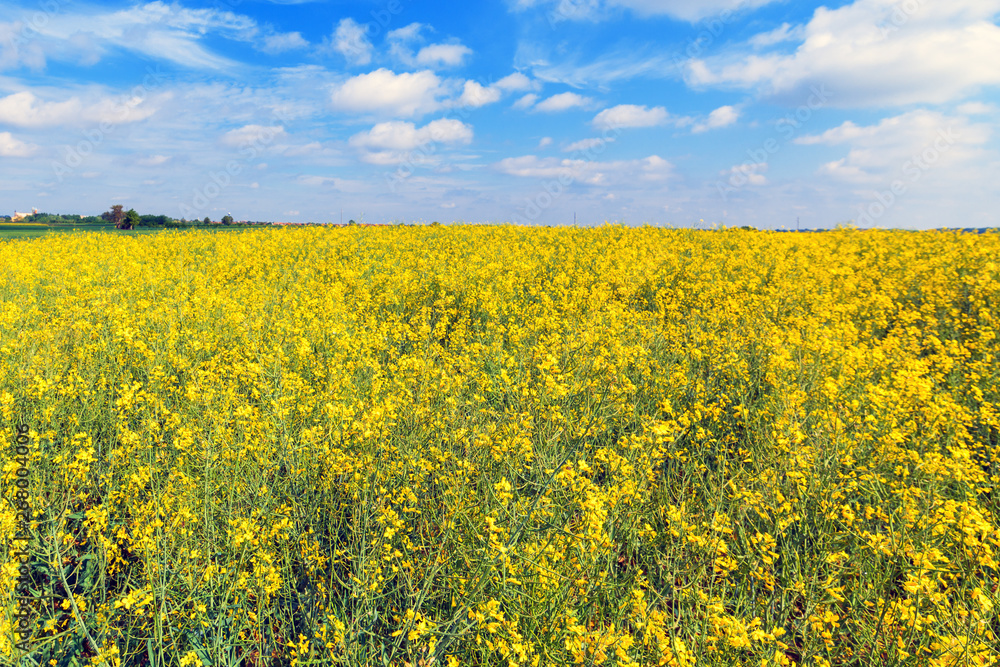 Obraz premium Oilseed rape field blooming