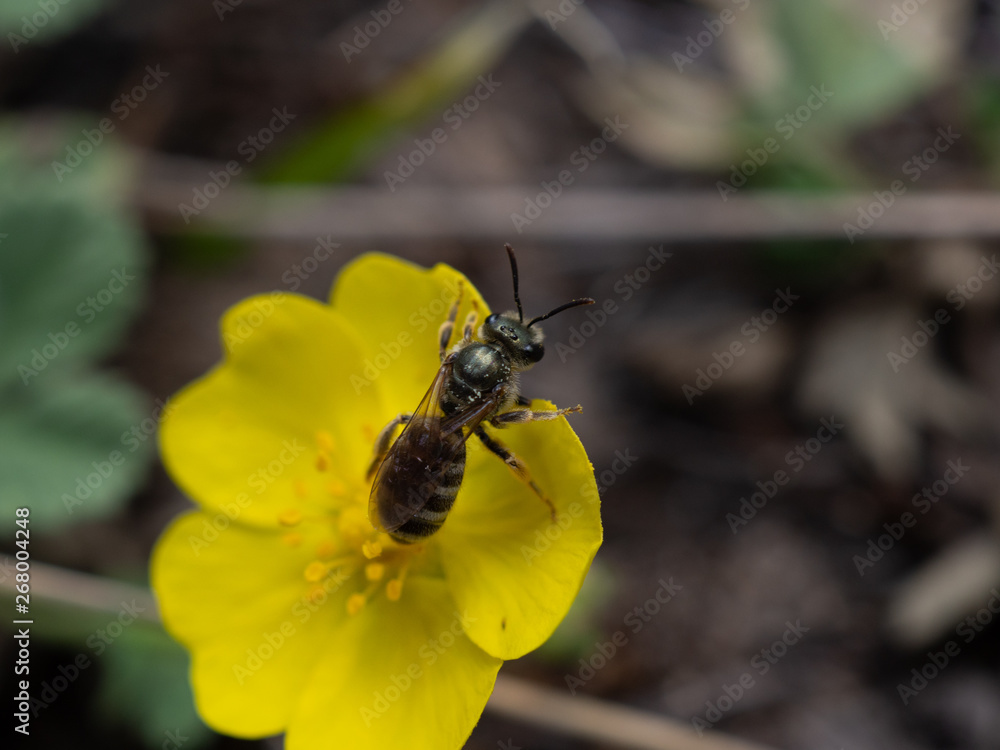 Fototapeta premium лесная пчела на желтом цветке