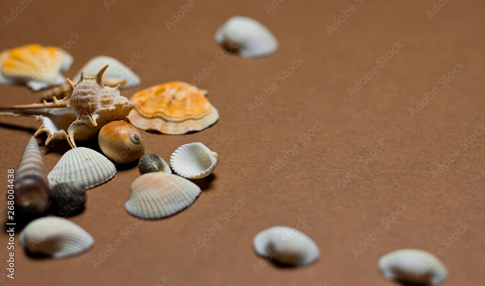 colorful seashells on a brown background colorful seashells on a brown background