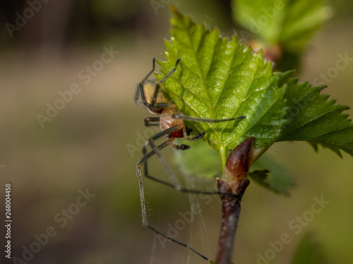 зеленый паук притаился на листочке  © Дмитрий Колеватов