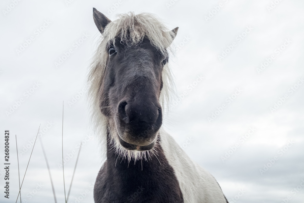 Fototapeta premium Icelandic horses