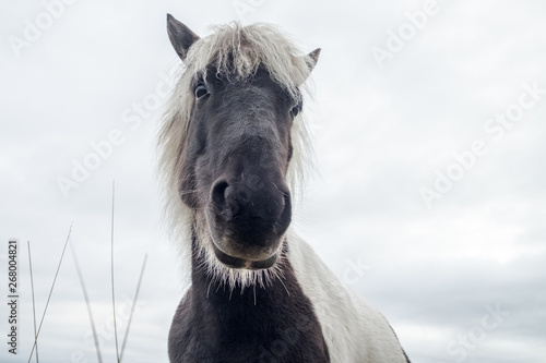 Icelandic horses