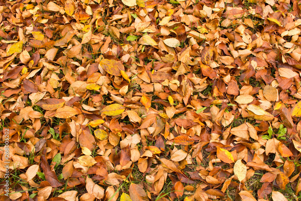 A lot of yellowed leaves on the ground. Background of fallen leaves. The concept of the onset of autumn