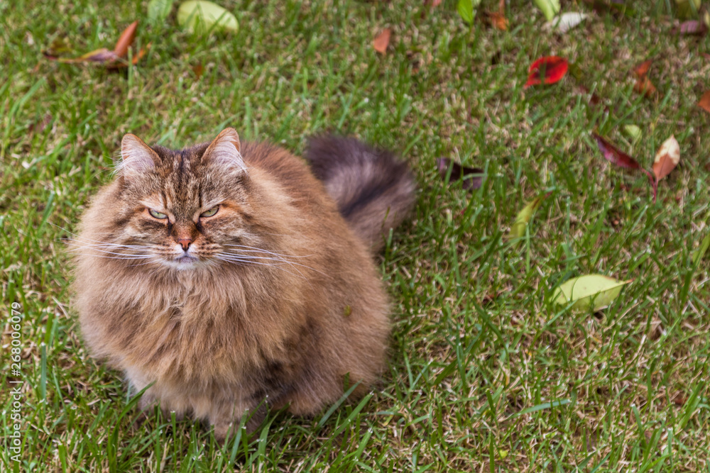 Siberian breed of cat resting in a garden, purebred feline of livestock. Brown mackerel kitten looking up