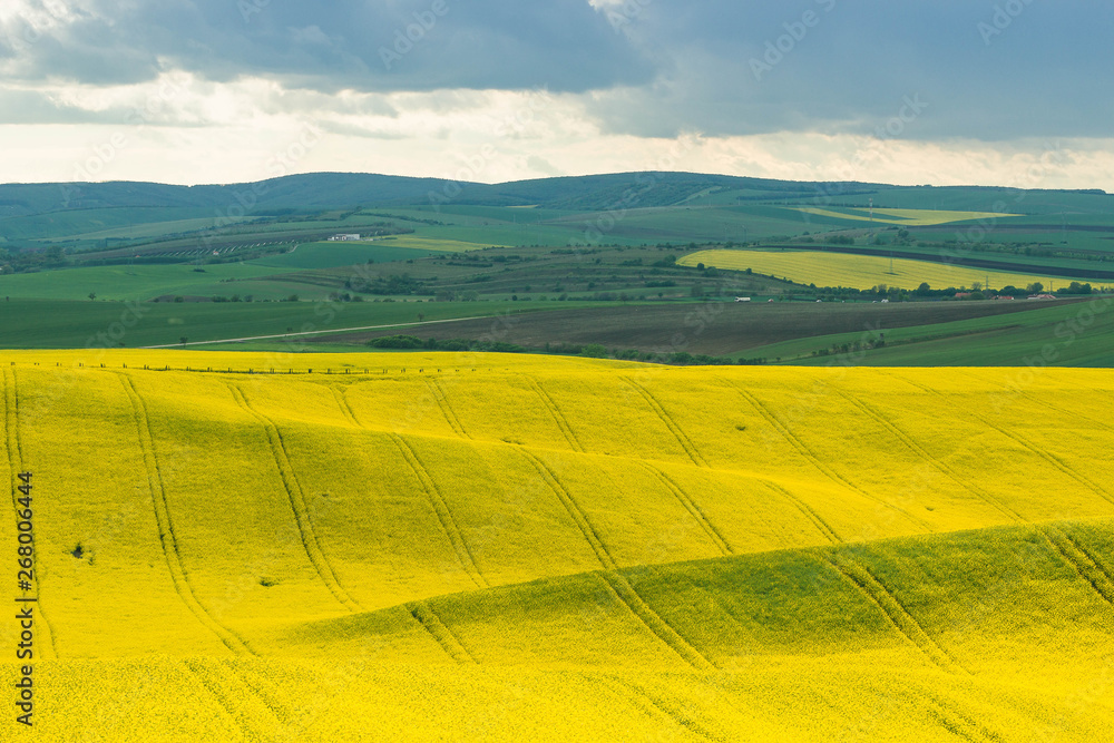 Colorful landscape of yellow rape's field on the hills under the cloudy sky.
