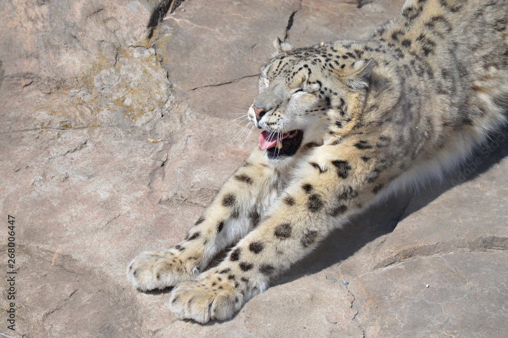 Snow leopard on a rock