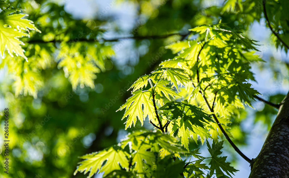 Graceful young green leaves of Acer saccharinum against the sun on blue sky background. Nature concept for spring design Graceful young green leaves of Acer saccharinum against the sun on blue sky background. Nature concept for spring design