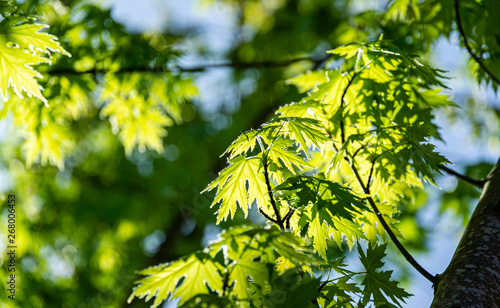 Graceful young green leaves of Acer saccharinum against the sun on blue sky background. Nature concept for spring design
