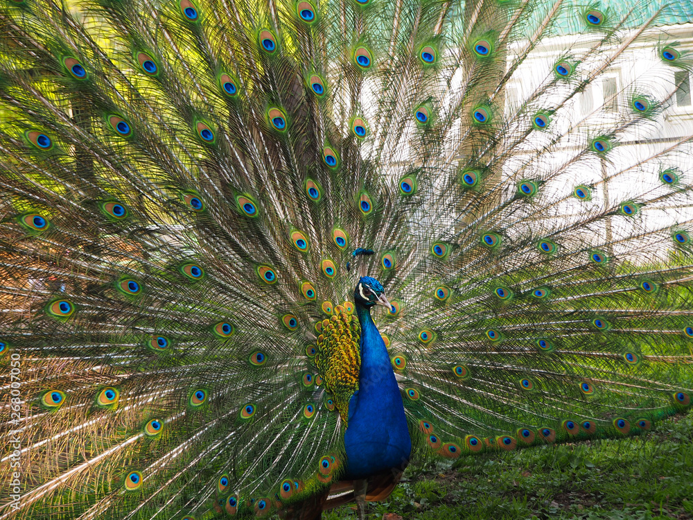 Obraz premium Indian peafowl or blue peafowl (Pavo cristatus) with open tail in the yard of the park zoo close view