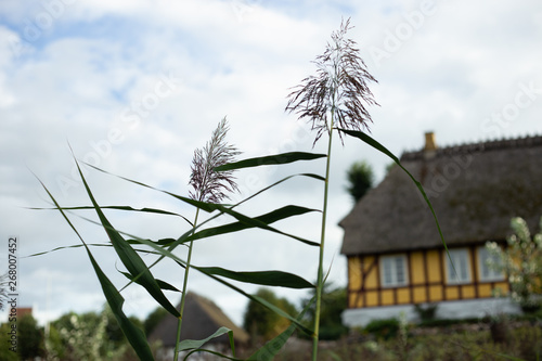 Old style  yellow denish village house  photo