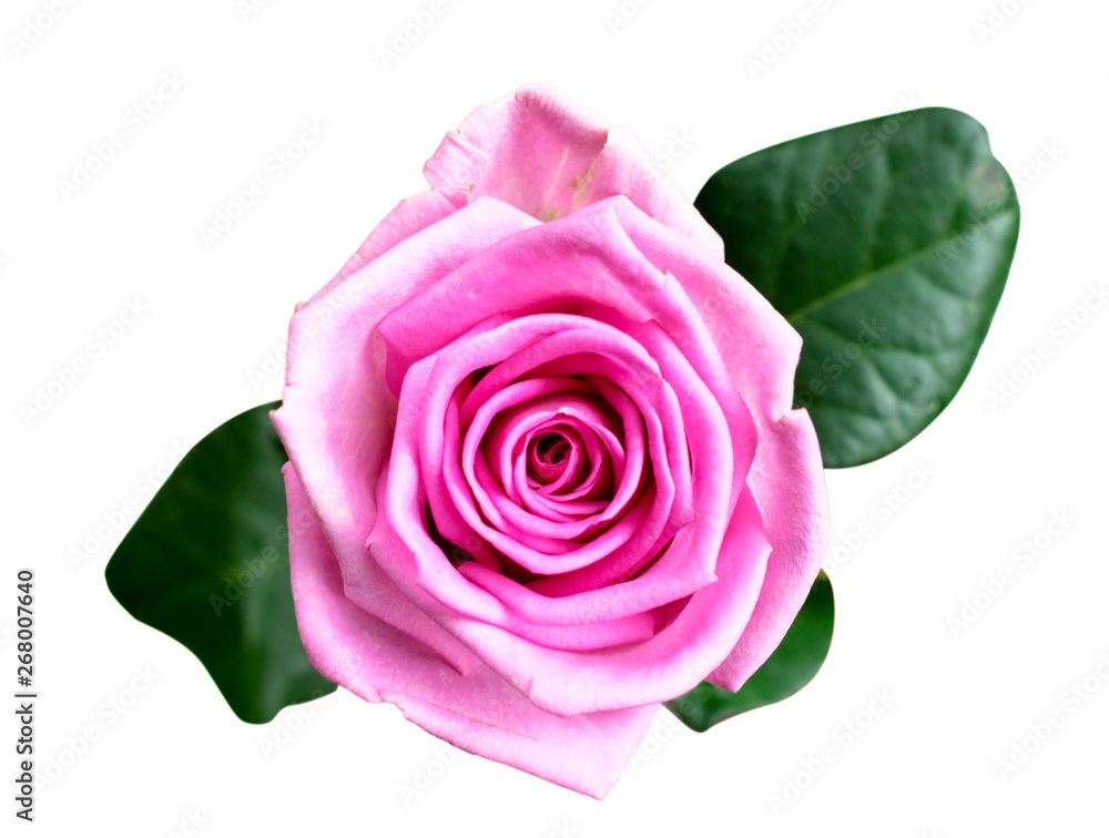 Bud pink rose on a white, isolated. The form of the top. Bud pink rose on a white, isolated. The form of the top.