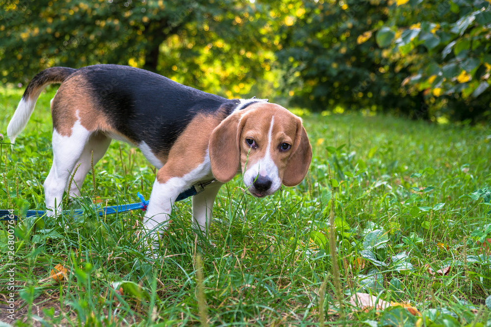 A thoughtful Beagle puppy with a blue leash on a walk in a city park. Portrait of a nice puppy.Eastern Europe.