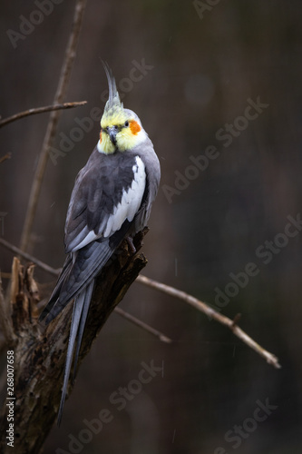 Cockatiel photo