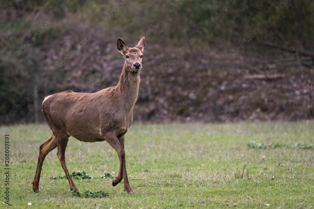 Red deer doe Red deer doe
