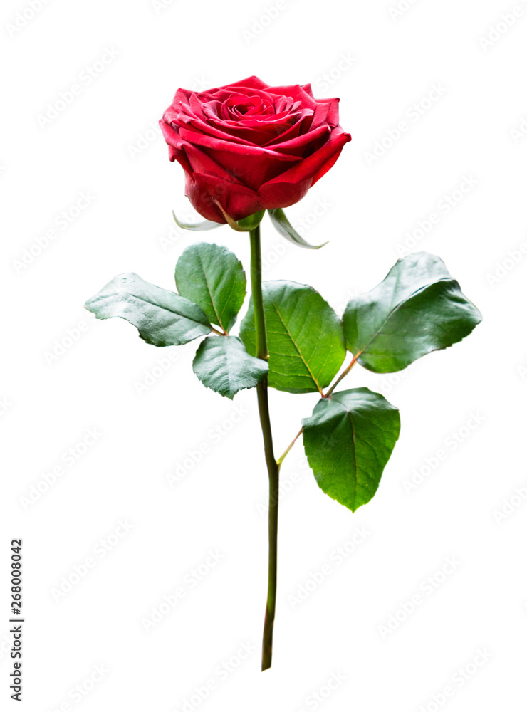 Red rose on a stem isolated, on a white.