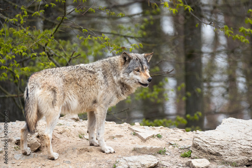 eastern timber wolf