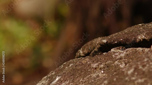 A lizard's head hiding in the crack between rocks closes its eye as a fly passes and is camoflauged against the colour of the rock photo