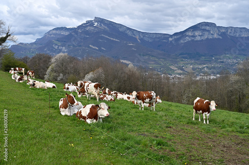 Vaches laitières, Savoie, Auvergne-Rhône-Alpes, France 