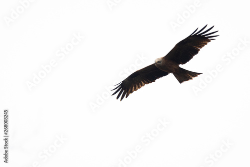 Red kite