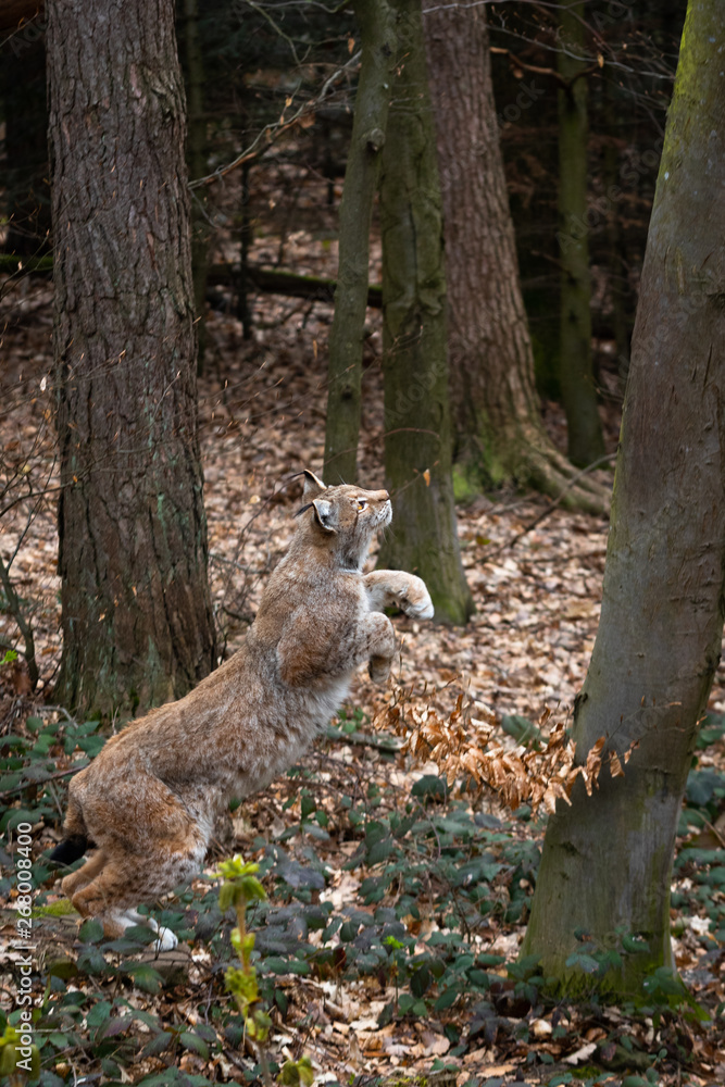 Fototapeta premium jumping Lynx