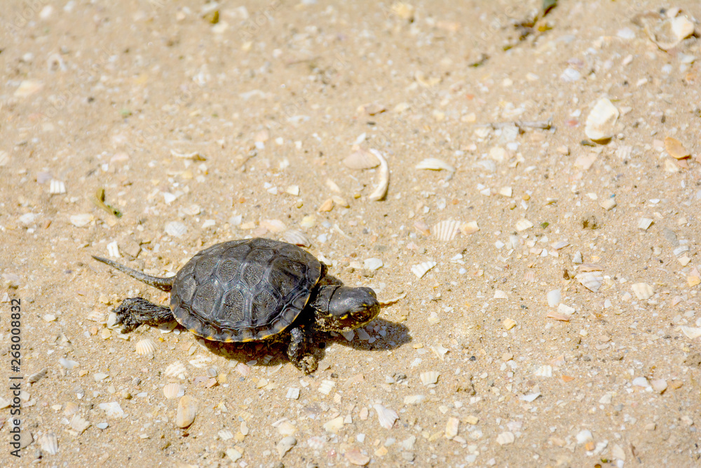 Fototapeta premium Little turtle crawling along the sandy shore