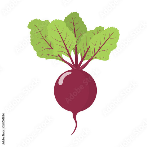 Fresh beet vegetable isolated on white background. Beet icon for market, recipe design. Organic food. Cartoon style. Clean and modern vector illustration for design.